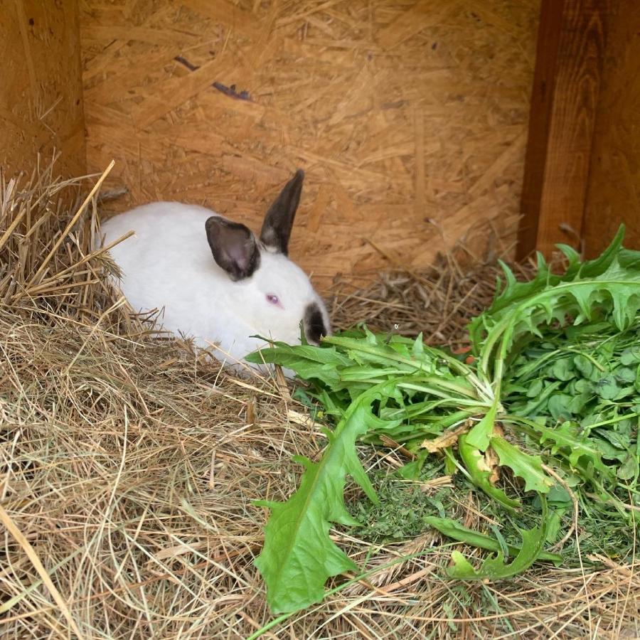 Biala  Agro Na Wapniarniヴィラ エクステリア 写真