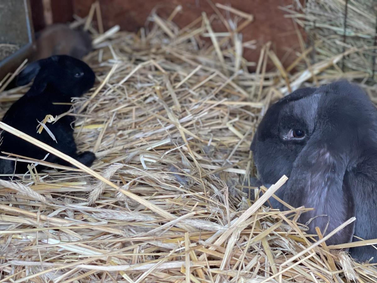 Biala  Agro Na Wapniarniヴィラ エクステリア 写真